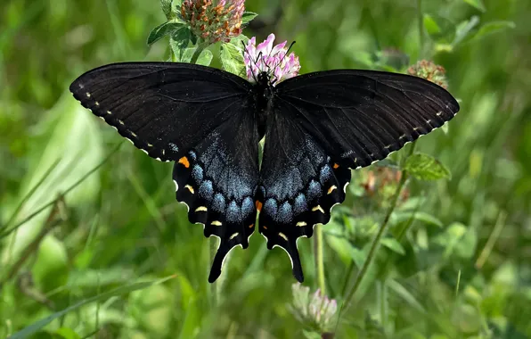 Grass, macro, wings, Butterfly, clover, beautiful, flowers, closeup