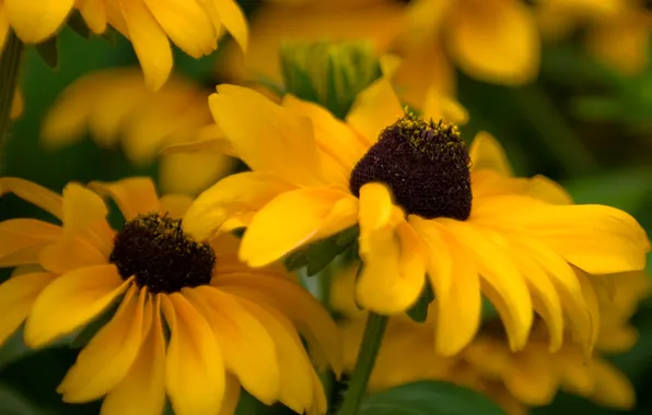 Picture macro, flowers, nature, yellow, photo, background