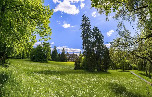 Summer, trees, nature, Park, the estate