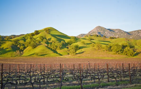 Field, the sky, hills, vineyard