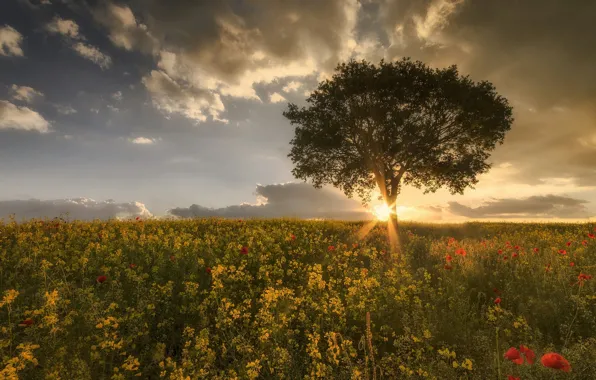 Flowers, tree, Maki, rape, rapeseed field