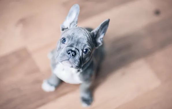 Picture look, background, dog, puppy, face, doggie, French bulldog