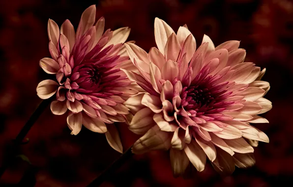 Picture macro, flowers, the dark background, petals, two-tone, dahlias, Terry