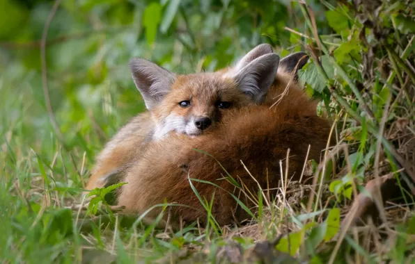 Grass, face, two, Fox, Fox, a couple, lie, Fox