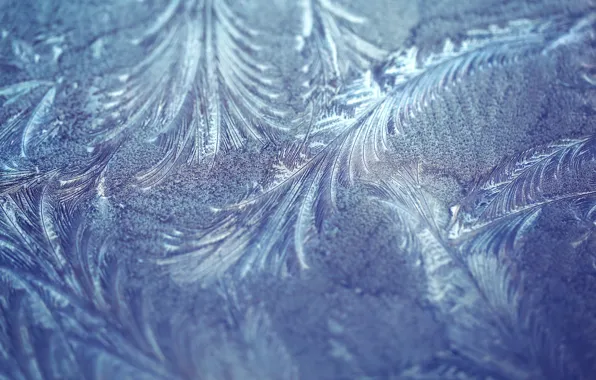 Wallpaper Frost, Macro, Pattern, Texture, Frost For Mobile And Desktop 