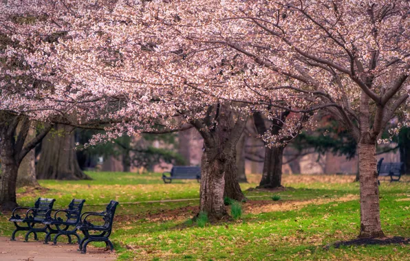 Trees, flowers, Park, spring, benches, flowering
