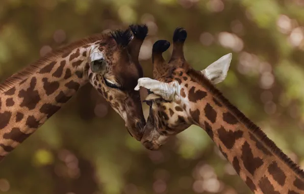 Pose, background, together, giraffe, pair, giraffes, weasel, Duo