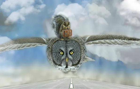 Picture road, clouds, owl, bird, photoshop, protein, suitcase, flight
