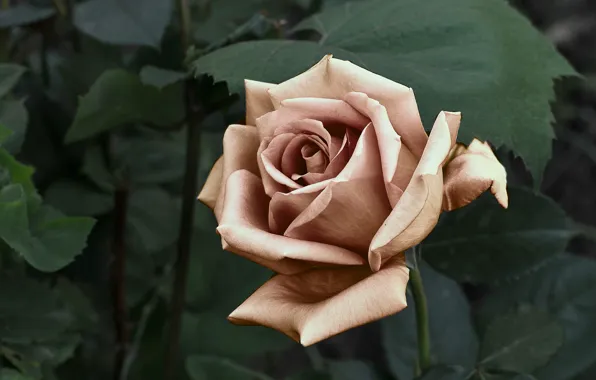 Leaves, flowers, roses, treatment