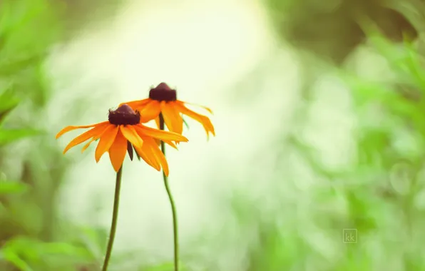 Summer, grass, flowers, orange, Daisy