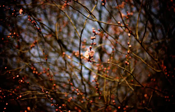 Macro, branches, spring, Sakura, razmytost