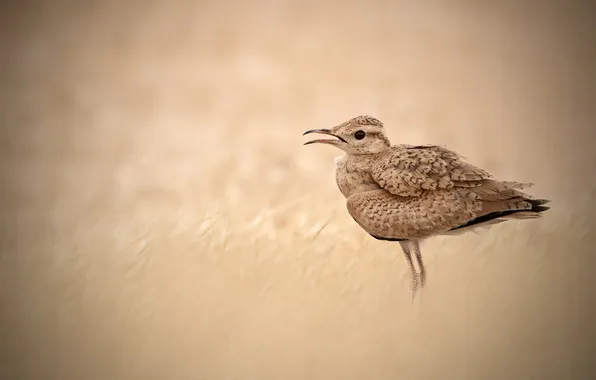 Picture nature, background, bird