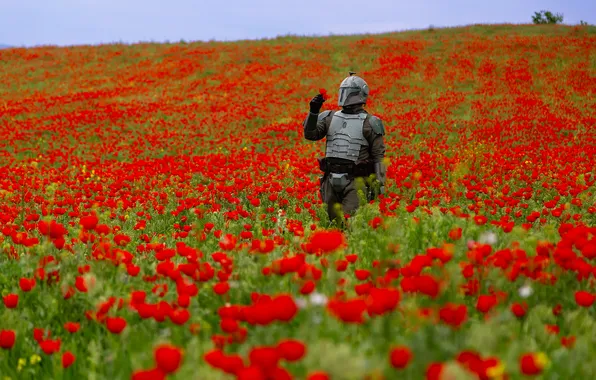 Star Wars, art, flowers, cosplay, Boba Fett, wonderfull