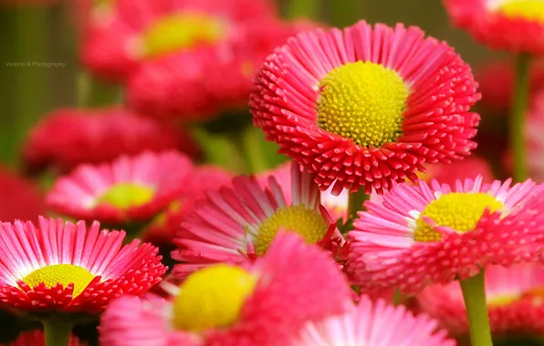 Macro, flowers, red, plant