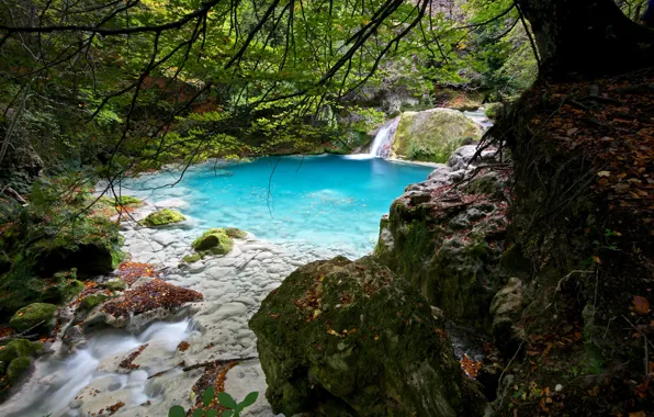 Picture forest, leaves, trees, branches, stream, stones, moss, Spain