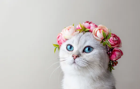 Cat, white, cat, look, flowers, pose, roses, blue eyes