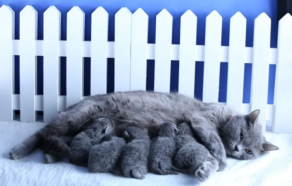 Cat, children, the fence, kittens, mother, British, brood, babies