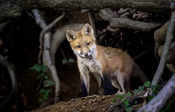 Nature, mouse, Fox, mining, Fox