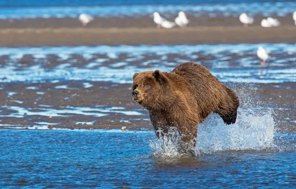 Picture water, squirt, river, bird, shore, bear, bathing, running