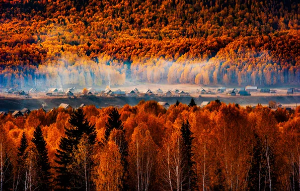 Autumn, forest, light, trees, nature, fog, hills, the slopes