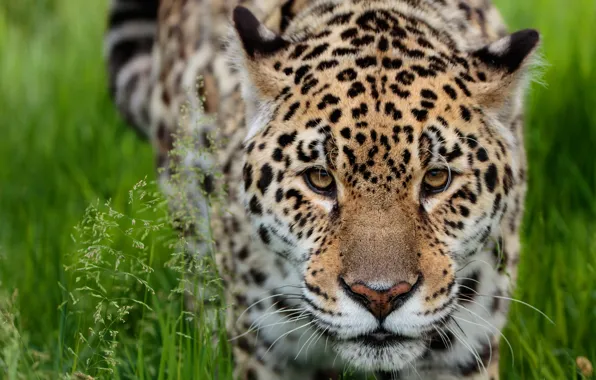 Grass, look, face, nature, portrait, Jaguar