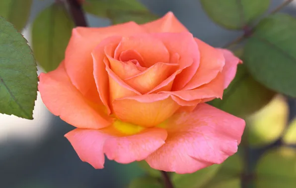Leaves, background, roses, yellow-pink