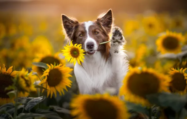 Field, summer, look, sunflowers, flowers, nature, paw, dog