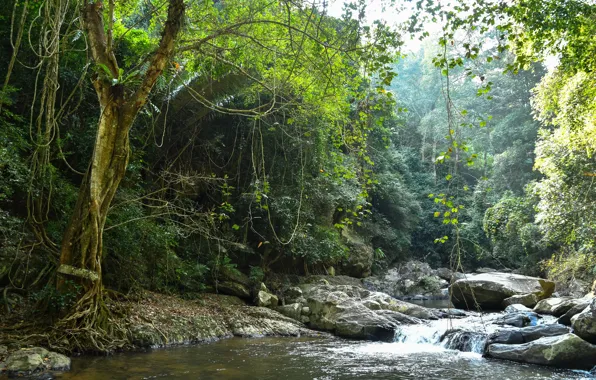 Greens, forest, trees, branches, tropics, stream, stones, foliage