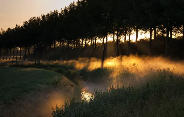 Field, trees, landscape, fog