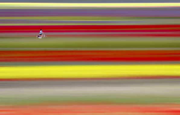 Picture field, bike, minimalism