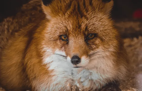 Animals, beautiful, Fox, fox, zoo