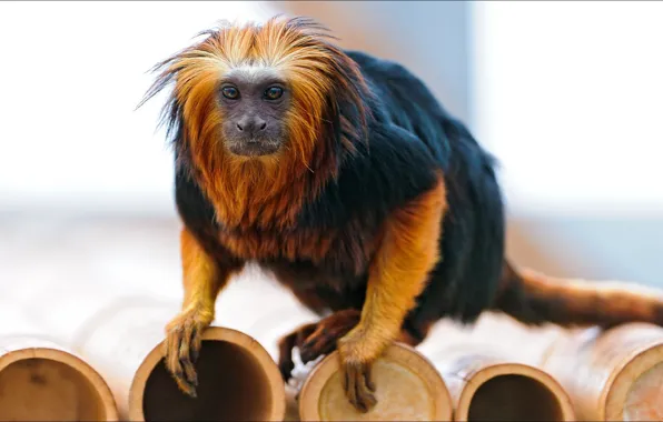 Monkey, oops, orange, animal, beast