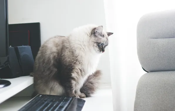 Cat, cat, fluffy, keyboard