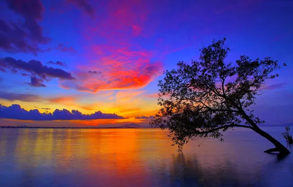 Picture the sky, lake, tree, the evening, glow, oblaka