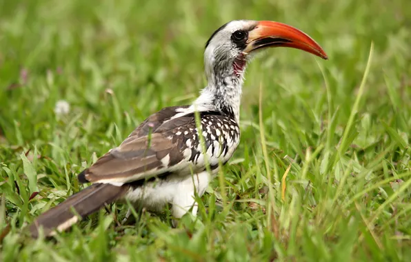 Grass, nature, bird, beak