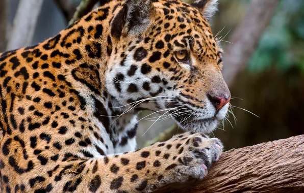 Picture cat, predator, branch, Jaguar