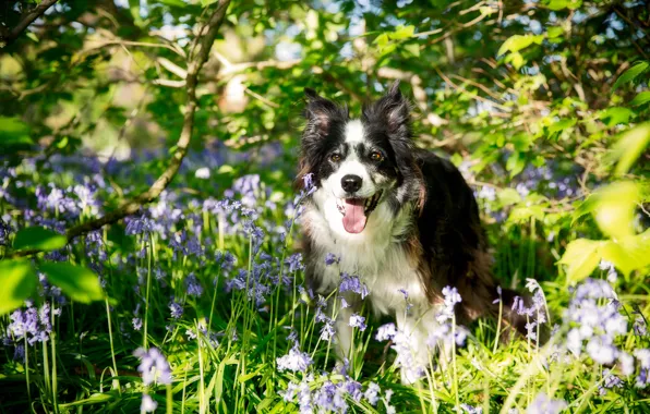 Picture flowers, dog, The border collie