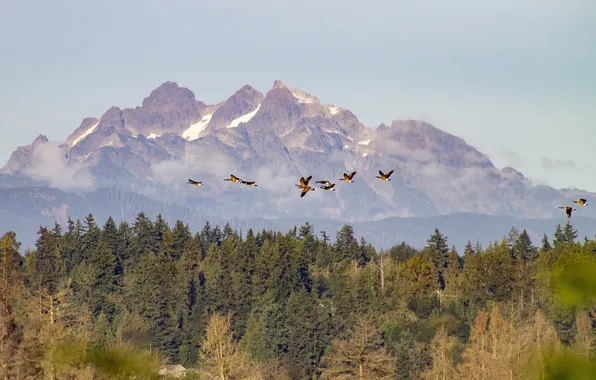 Forest, flight, mountains, birds, fog, tops, pack, ate