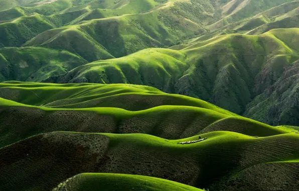 Picture mountains, hills, the herd, grassland, flock, grasslands