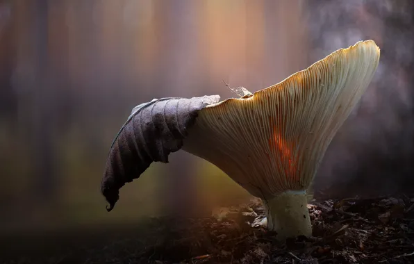 Autumn, forest, macro, background, foliage, mushroom, leaf, Fox