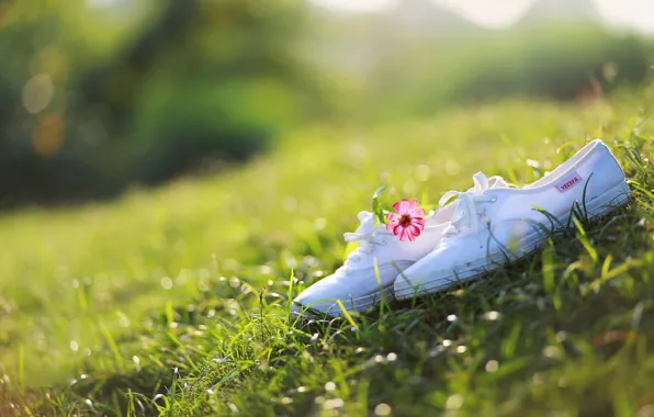 Flower, grass, the sun, sneakers