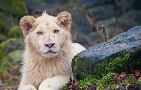 Cat, Lion, animal, big cat, feline