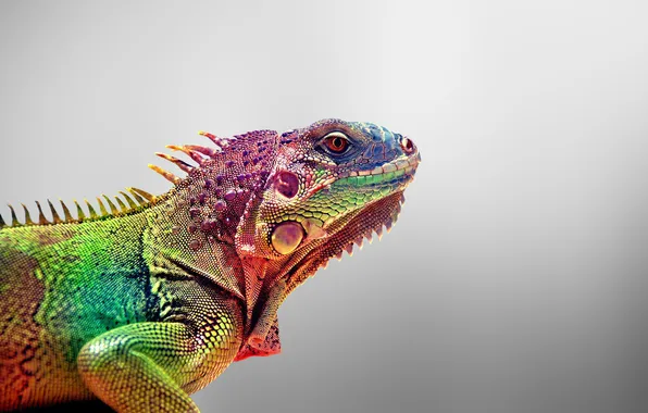 Picture colorful, animals, lizards