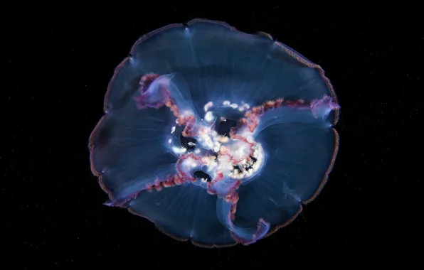 Sea, water, macro, Medusa, transparent, black background, underwater world, under water