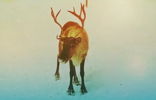 Picture winter, new year, deer, 2014, Noyabrsk, YANAO