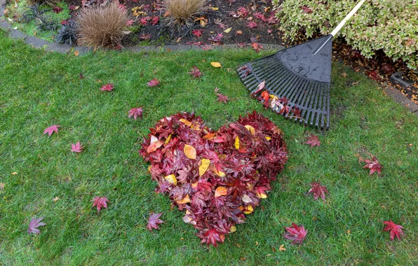 Picture autumn, grass, leaves, love, heart, colorful, red, love