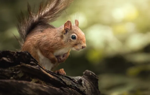 Nature, pose, animal, protein, snag, animal, rodent