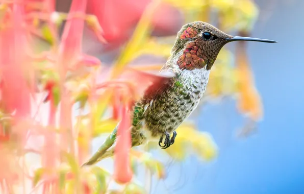 Flower, macro, bird, Hummingbird