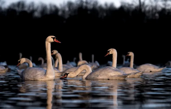 Birds, lake, swans