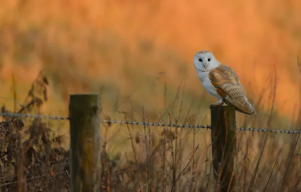 Grass, nature, owl, bird, posts, the fence, barbed wire, bokeh